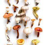 Mushroom Identification Guide Kindle eBook 146 Pages Unlimited Devices-0
